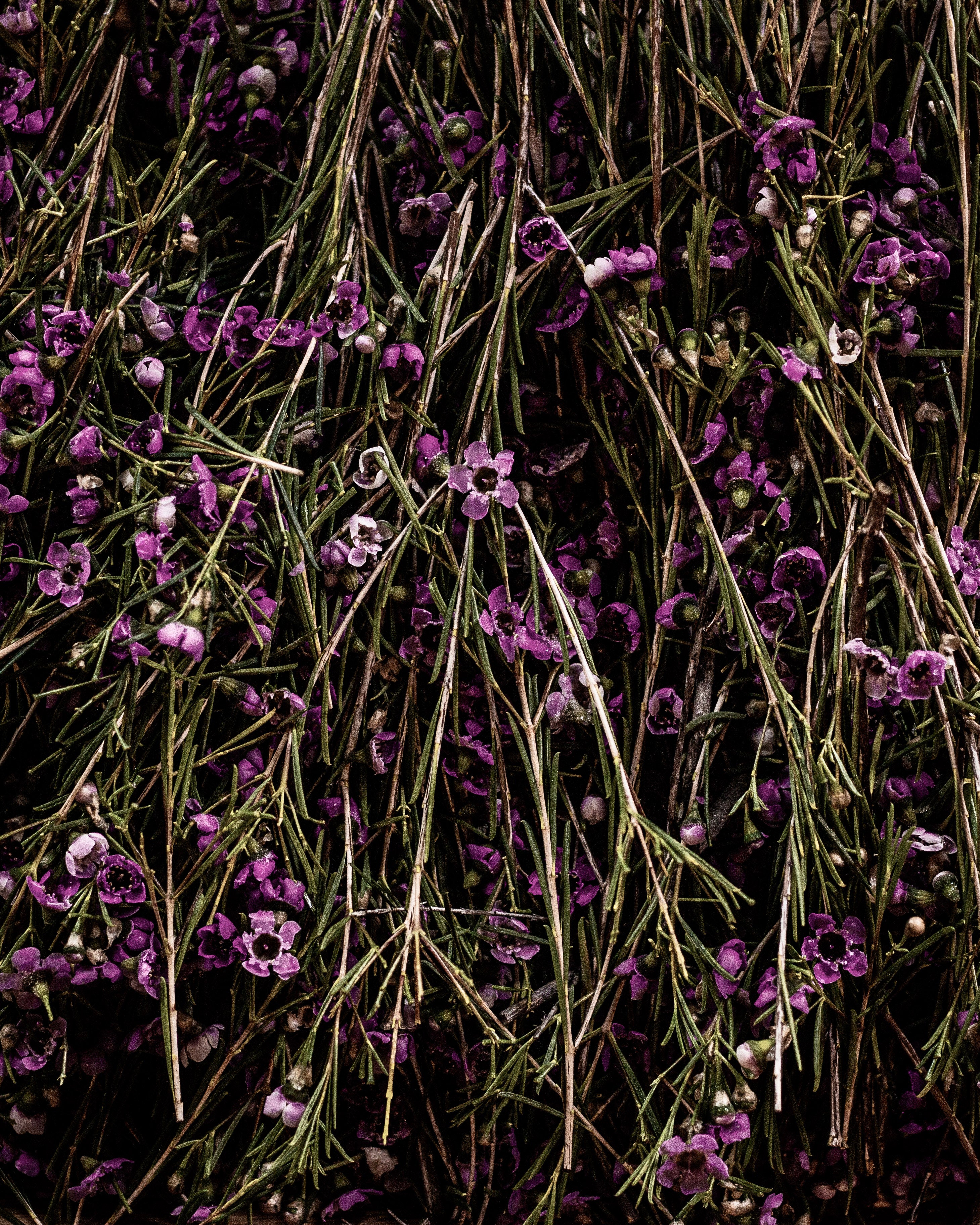 Waxflower Season Has Arrived