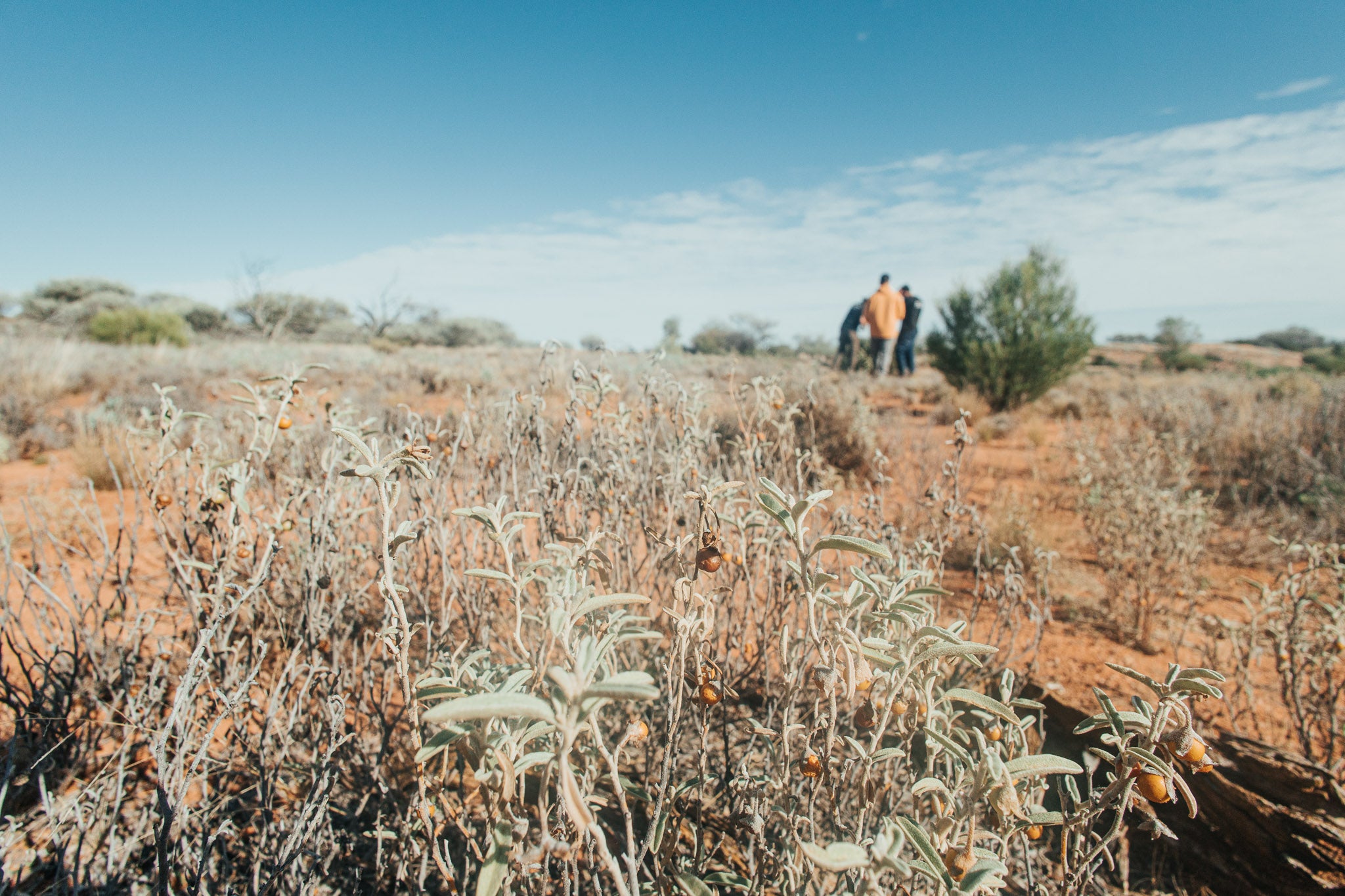 Bush Tomatoes growing on Kokatha Land