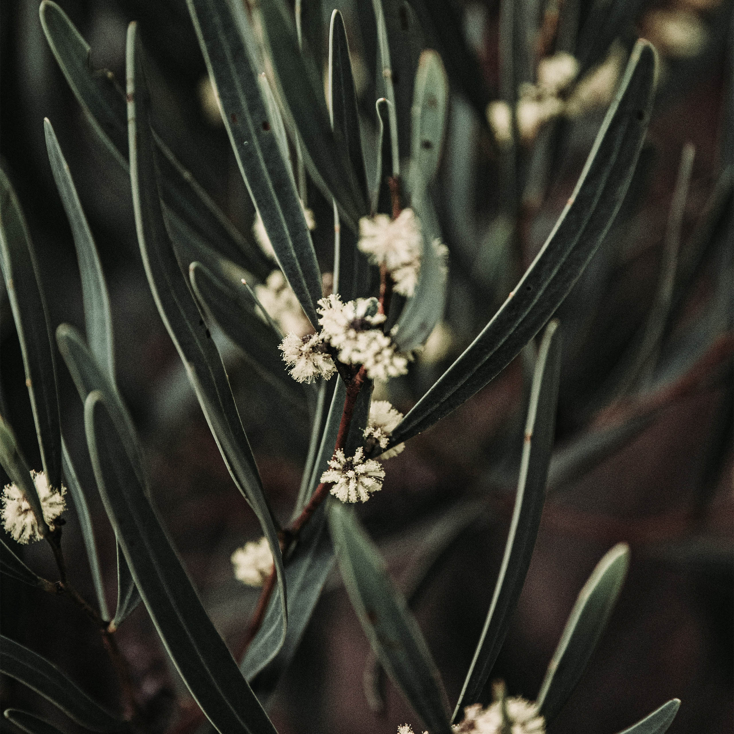 an introduction to native plants and botanicals