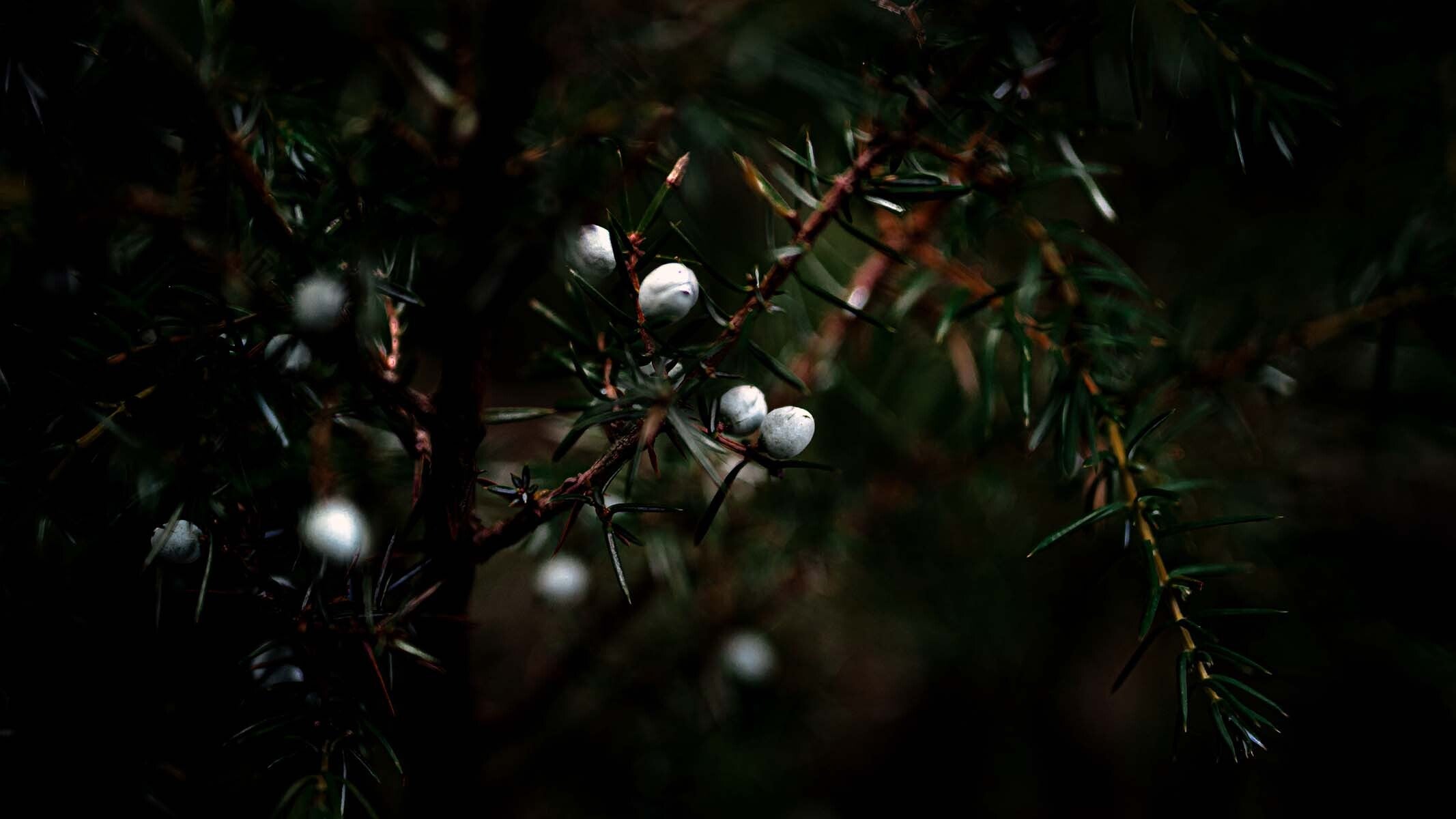 australian juniper: an enquiry